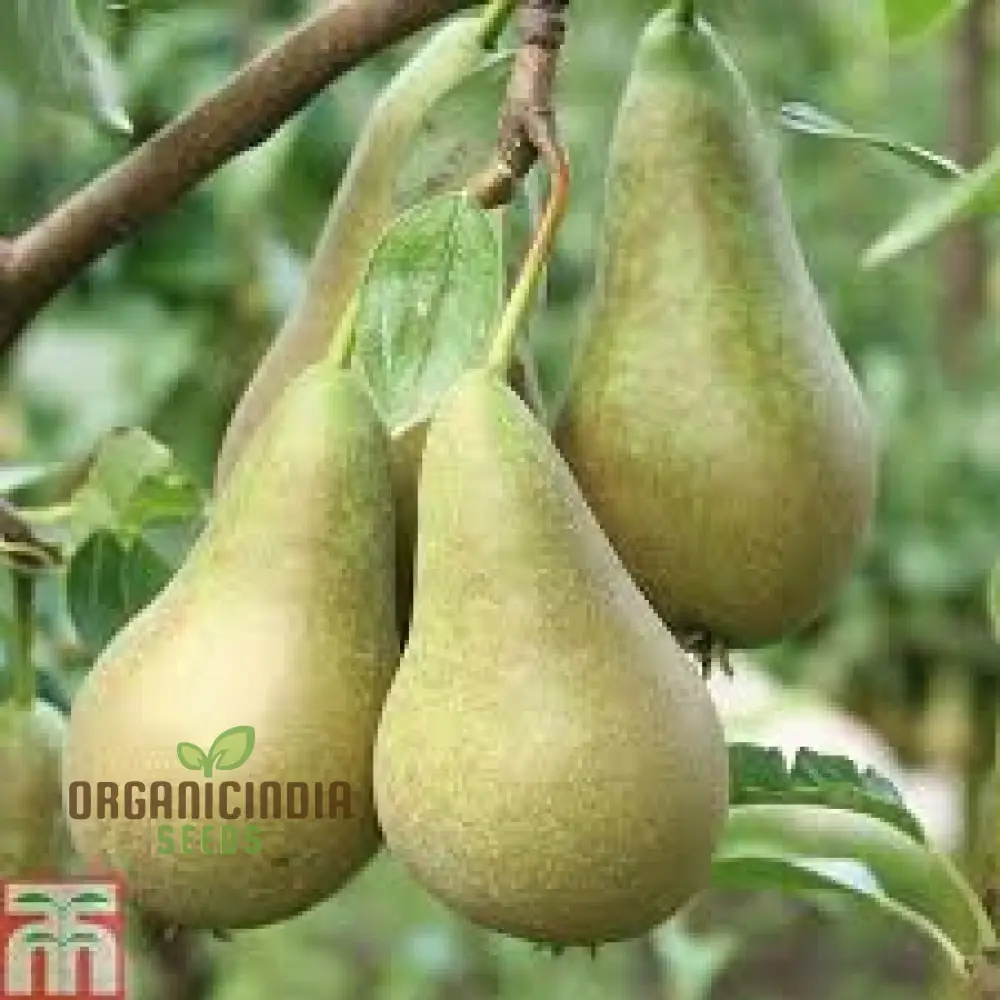 Pear Seeds for Planting – Premium Heirloom Pear Tree Seeds for Home Gardening - Image 4