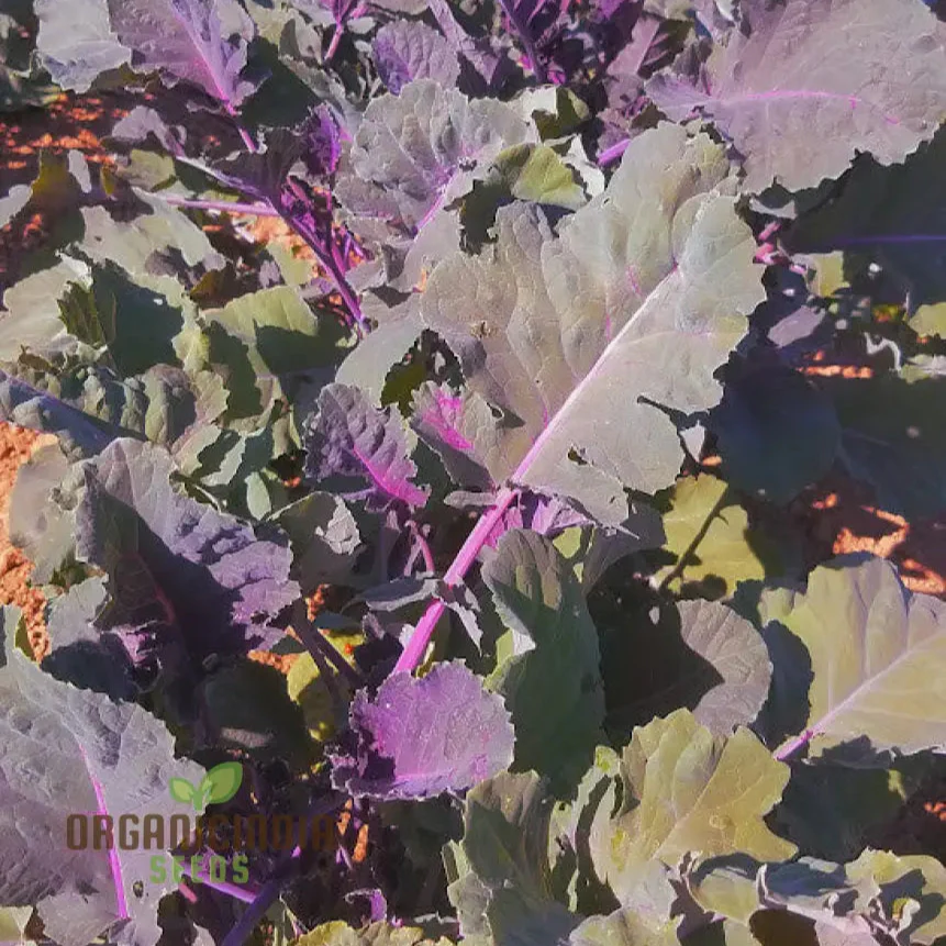 Peking Ta Ching Kou Pai Tsai Seeds for Nutritious Harvests in Your Garden!