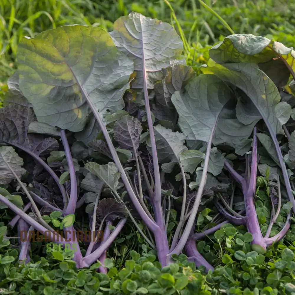 Peking Ta Ching Kou Pai Tsai Seeds for Nutritious Harvests in Your Garden! - Image 3