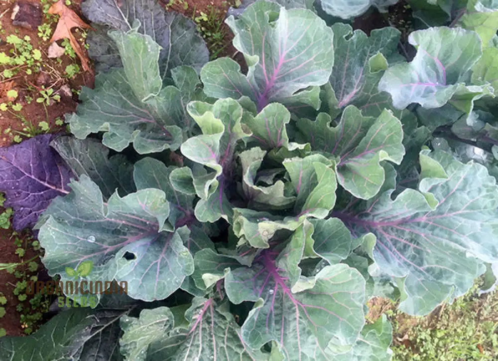 Peking Ta Ching Kou Pai Tsai Seeds for Nutritious Harvests in Your Garden! - Image 4