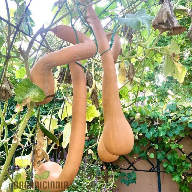 Pennsylvania Dutch Crookneck Squash Seeds - Harvest Traditional and Flavorful Crookneck Squash from Pennsylvania's Rich Agricultural Heritage