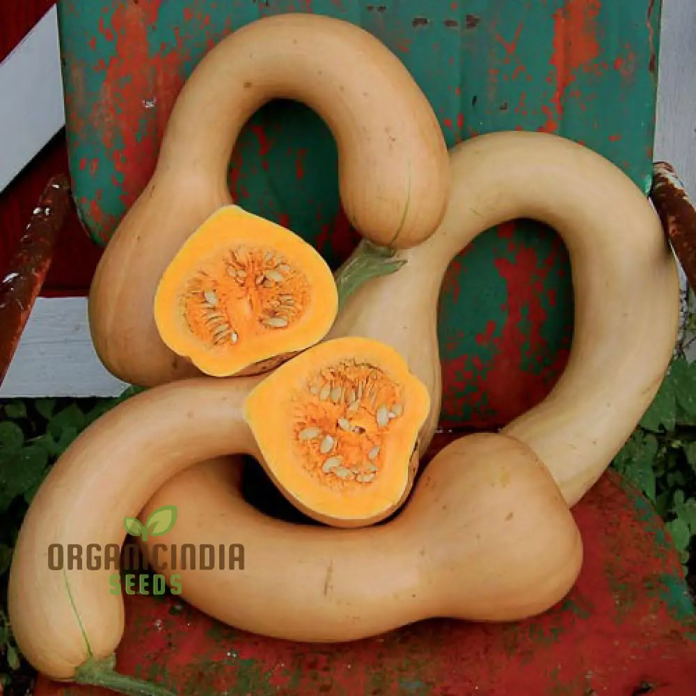 Pennsylvania Dutch Crookneck Squash Seeds - Harvest Traditional and Flavorful Crookneck Squash from Pennsylvania's Rich Agricultural Heritage - Image 3