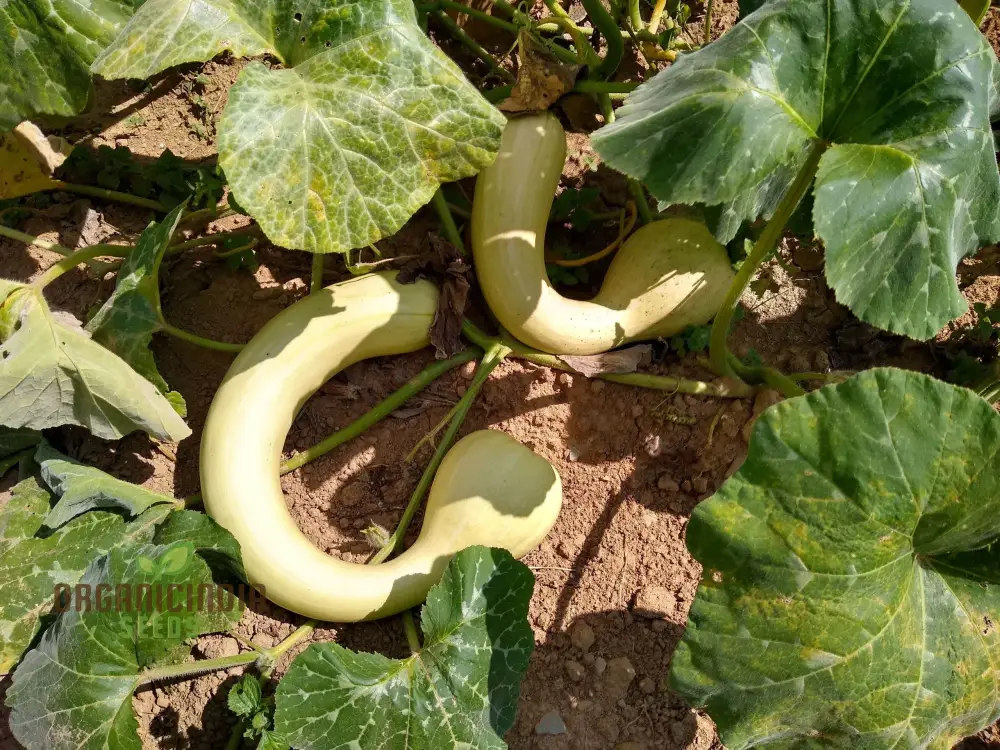Pennsylvania Dutch Crookneck Squash Seeds - Harvest Traditional and Flavorful Crookneck Squash from Pennsylvania's Rich Agricultural Heritage - Image 4