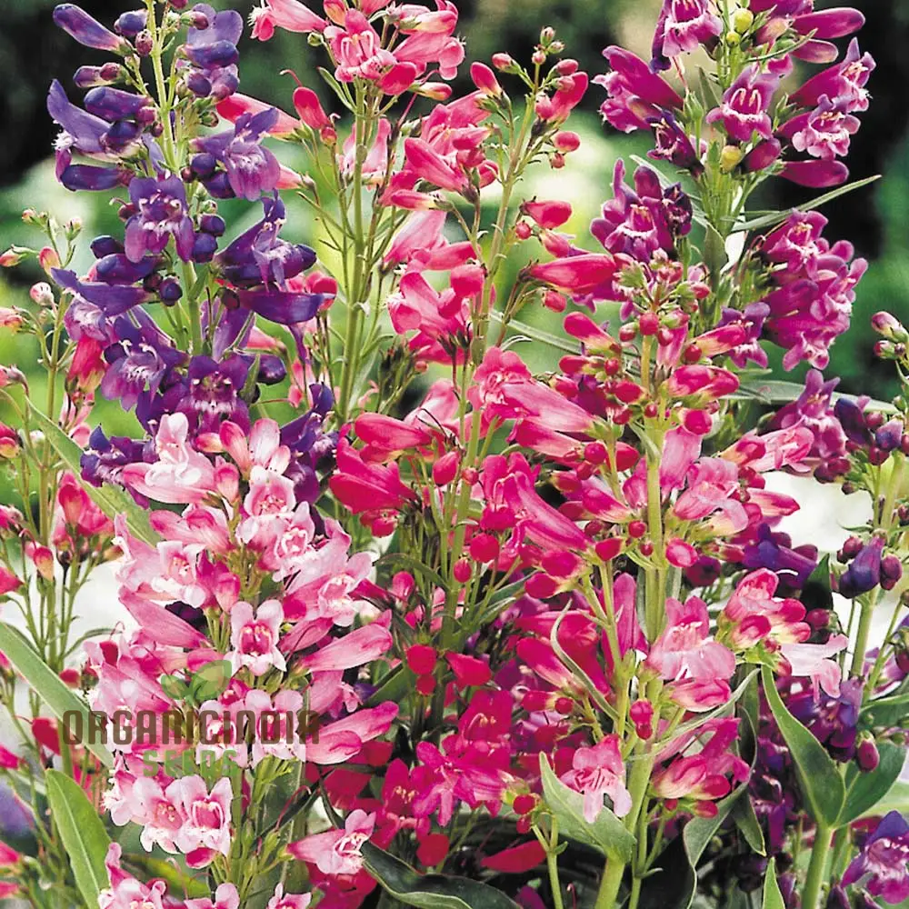 Penstemon Barbatus Cambridge Mixture Seeds - Grow a Beautiful Blend of Penstemon Flowers in Your Garden