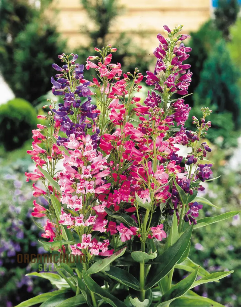 Penstemon Barbatus Cambridge Mixture Seeds - Grow a Beautiful Blend of Penstemon Flowers in Your Garden - Image 3