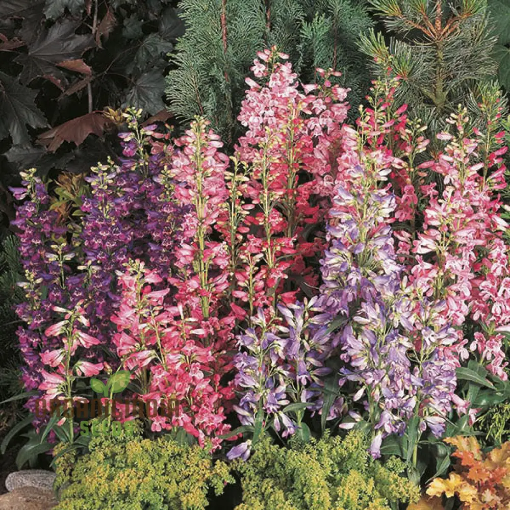 Penstemon Barbatus Cambridge Mixture Seeds - Grow a Beautiful Blend of Penstemon Flowers in Your Garden - Image 4