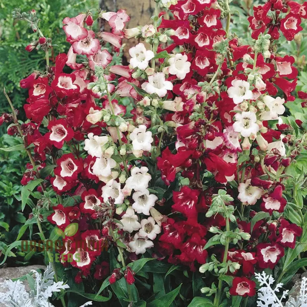 Penstemon Esprit Mixed Flower Seeds For Planting, Vibrant and Diverse Blooms for a Colorful Garden Display