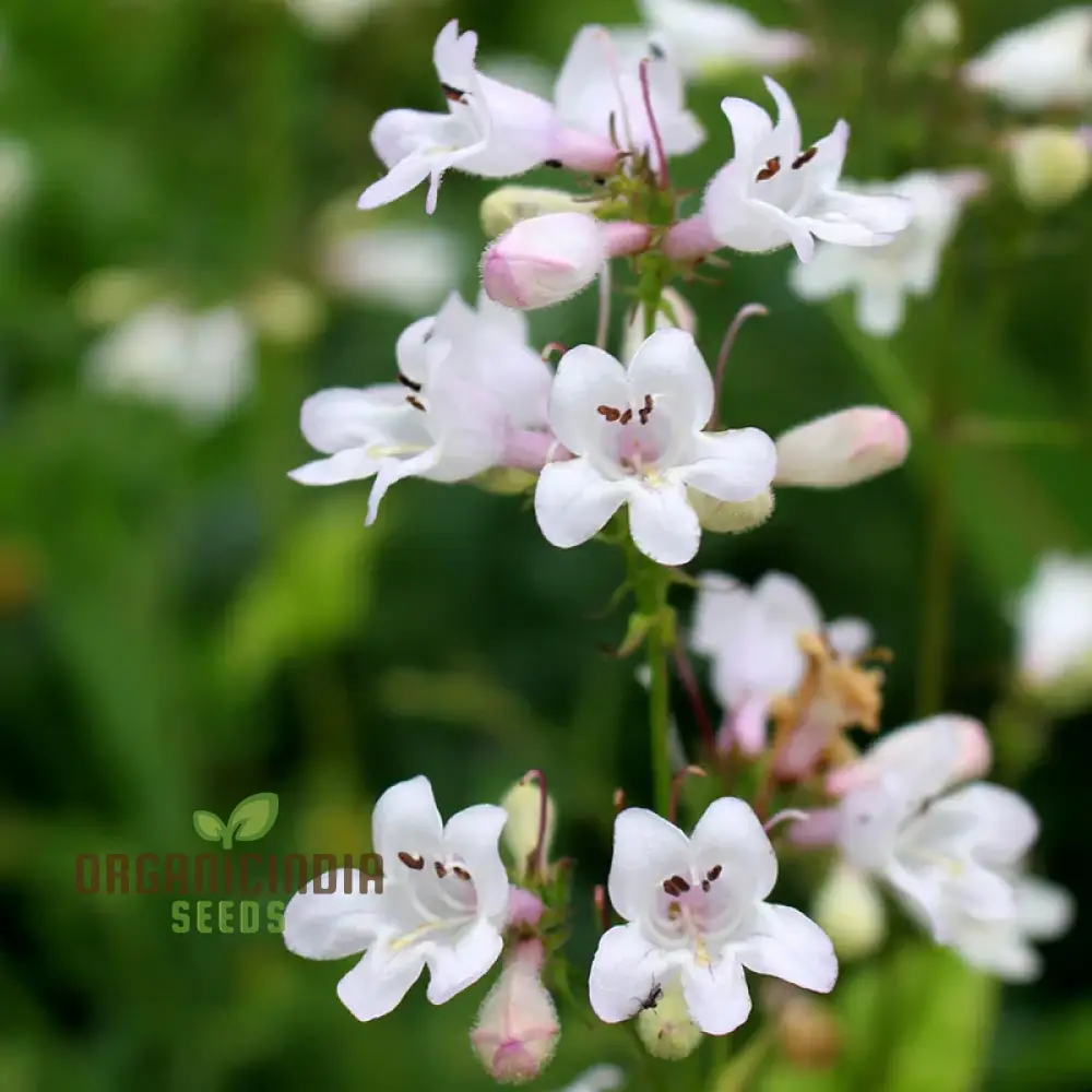 Penstemon Esprit Mixed Flower Seeds For Planting, Vibrant and Diverse Blooms for a Colorful Garden Display - Image 3
