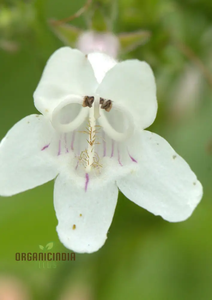 Penstemon Esprit Mixed Flower Seeds For Planting, Vibrant and Diverse Blooms for a Colorful Garden Display - Image 4