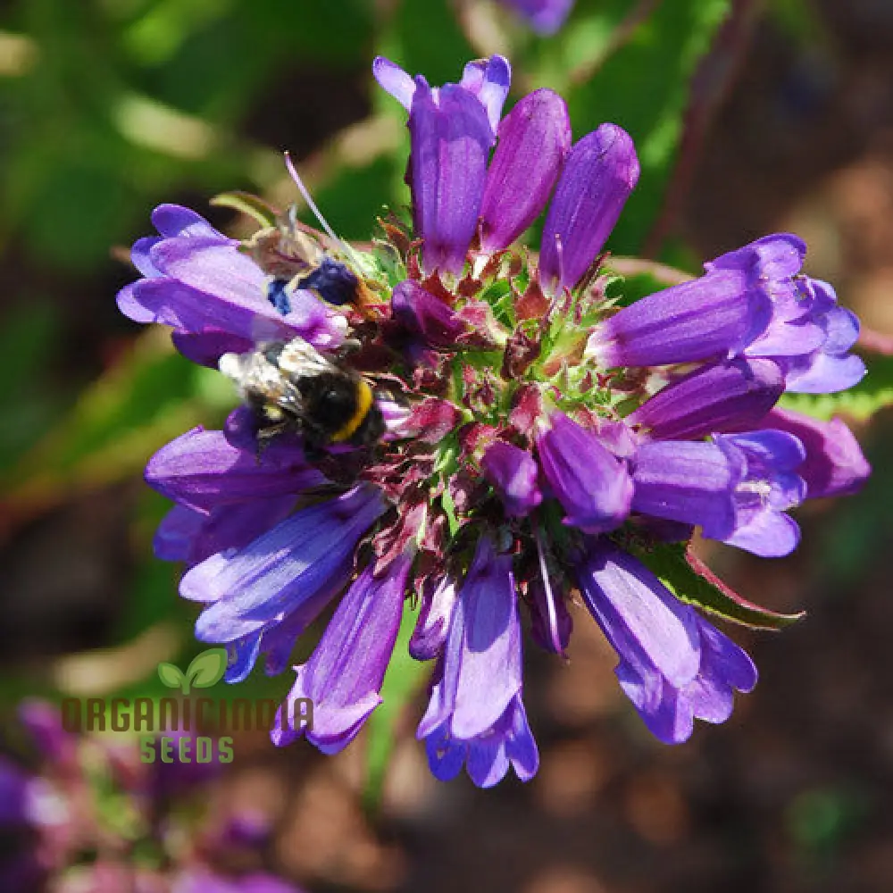 Penstemon Euglaucus Seeds for Robust Growth and Natural Elegance in Your Gardening Journey!