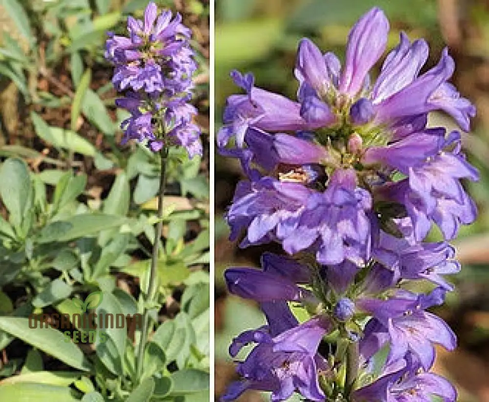 Penstemon Euglaucus Seeds for Robust Growth and Natural Elegance in Your Gardening Journey! - Image 4