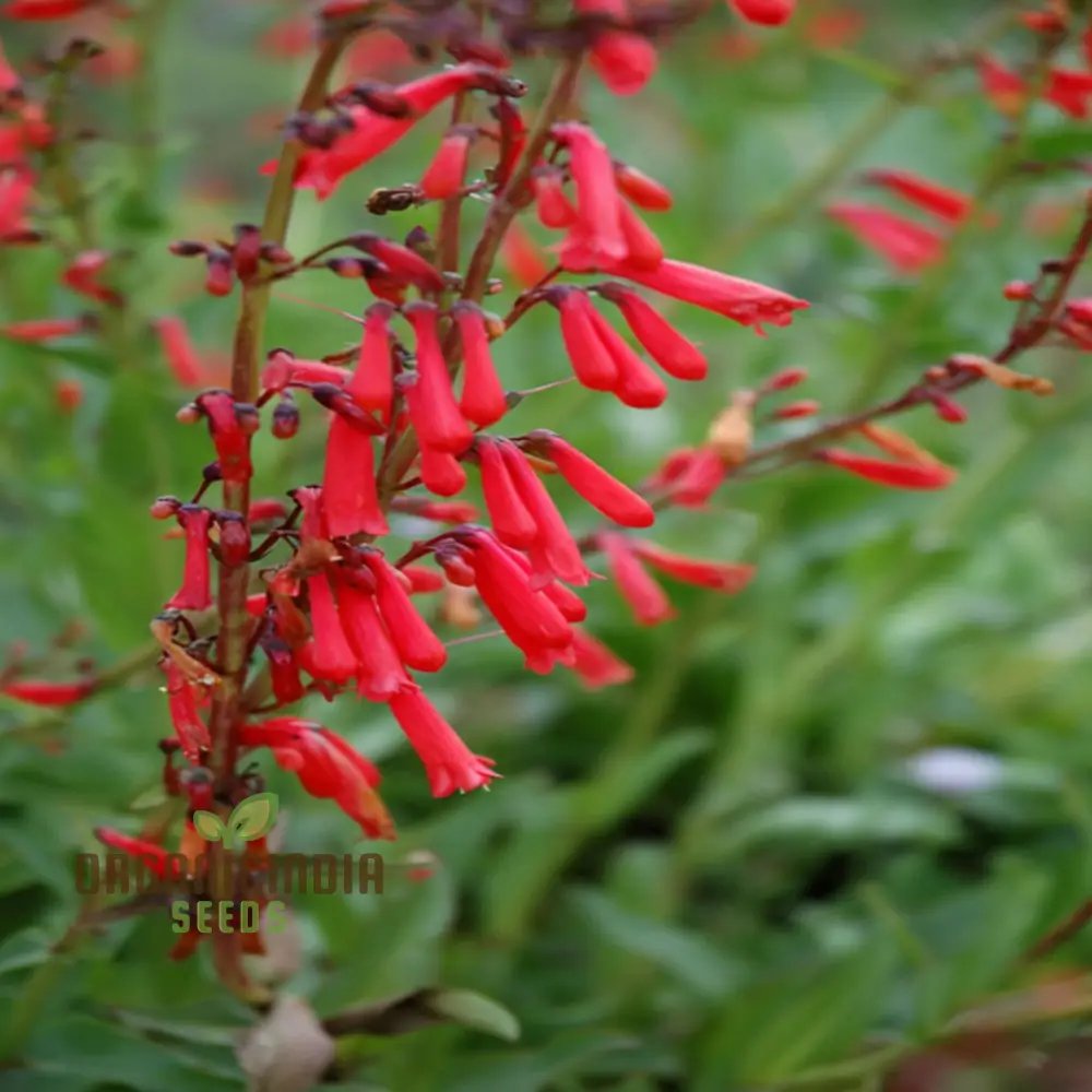 Penstemon Firecracker Plant Seeds - Bursting with Color for Vibrant Garden Borders