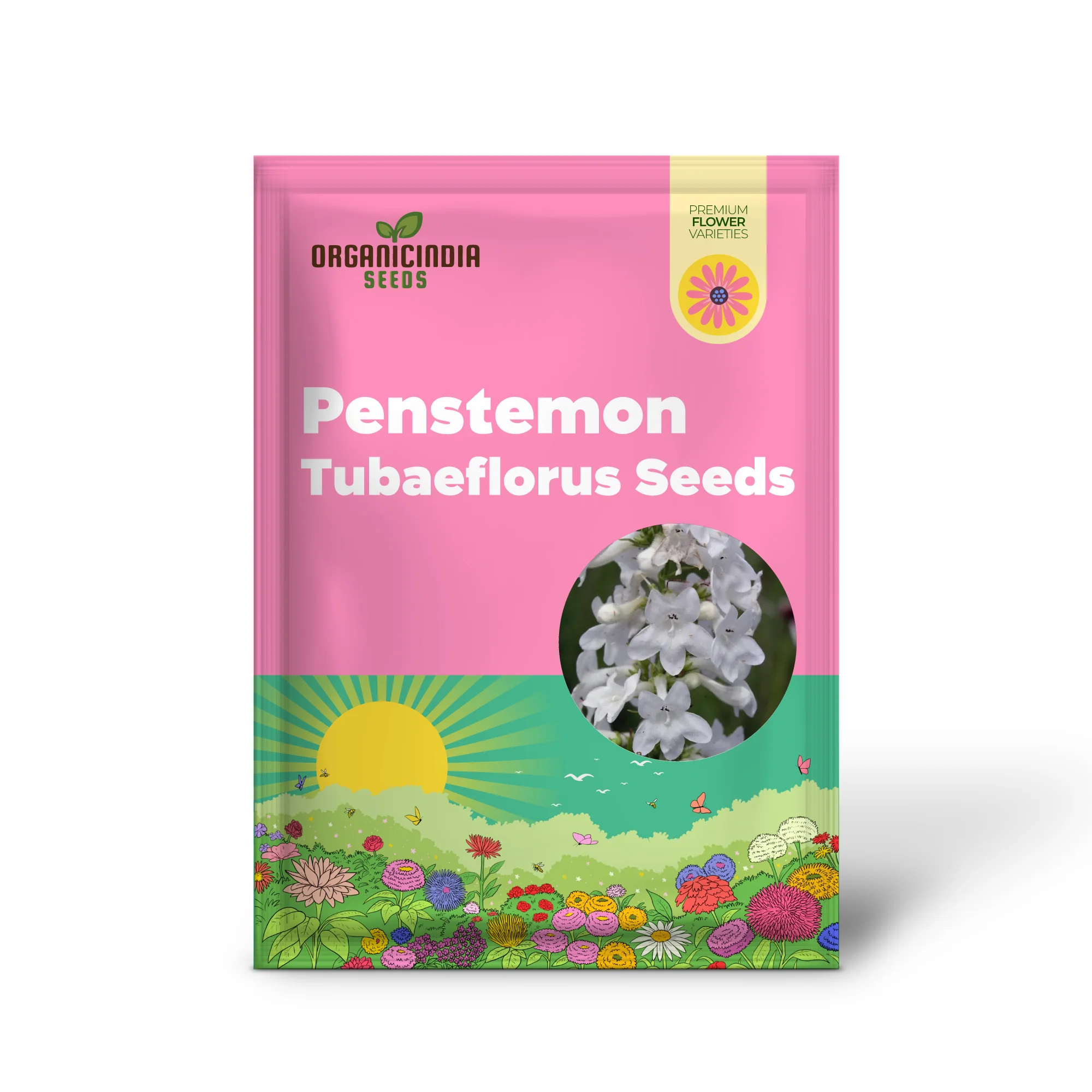 Penstemon Tubaeflorus Seeds for Vibrant Blooms and Delightful Gardening! - Image 2