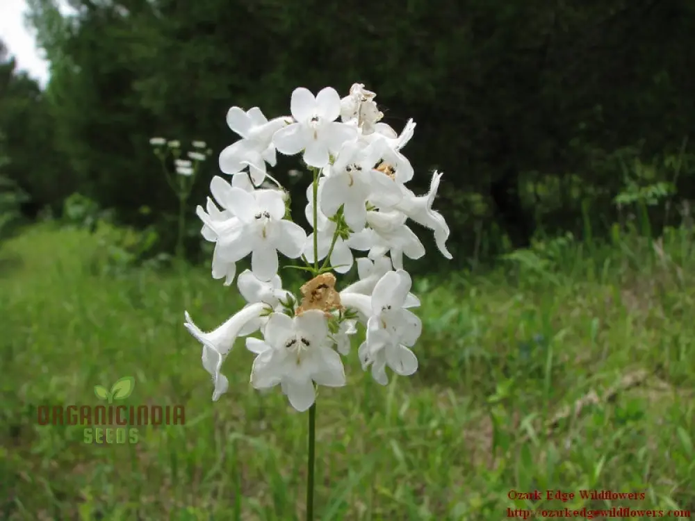 Penstemon Tubaeflorus Seeds for Vibrant Blooms and Delightful Gardening! - Image 3