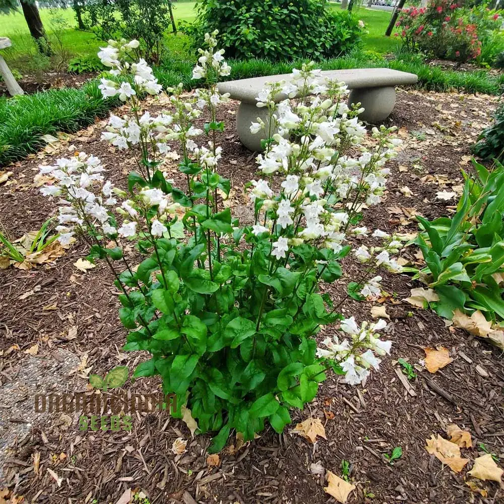 Penstemon Tubaeflorus Seeds for Vibrant Blooms and Delightful Gardening! - Image 4