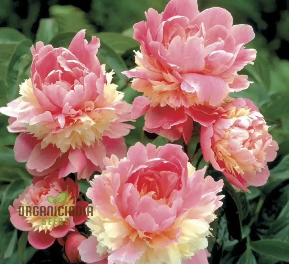Peony Heirloom Seeds - Robusta Sorbetto Black (100 pcs)