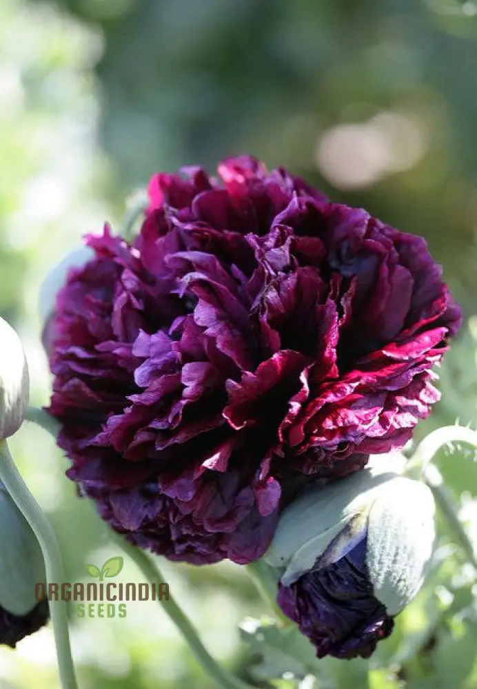 Peony Heirloom Seeds - Robusta Sorbetto Black (100 pcs) - Image 3