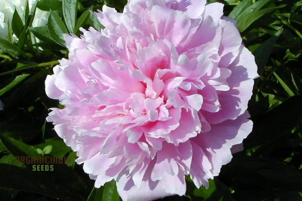 Peony Heirloom Seeds - Robusta Sorbetto Black (100 pcs) - Image 4