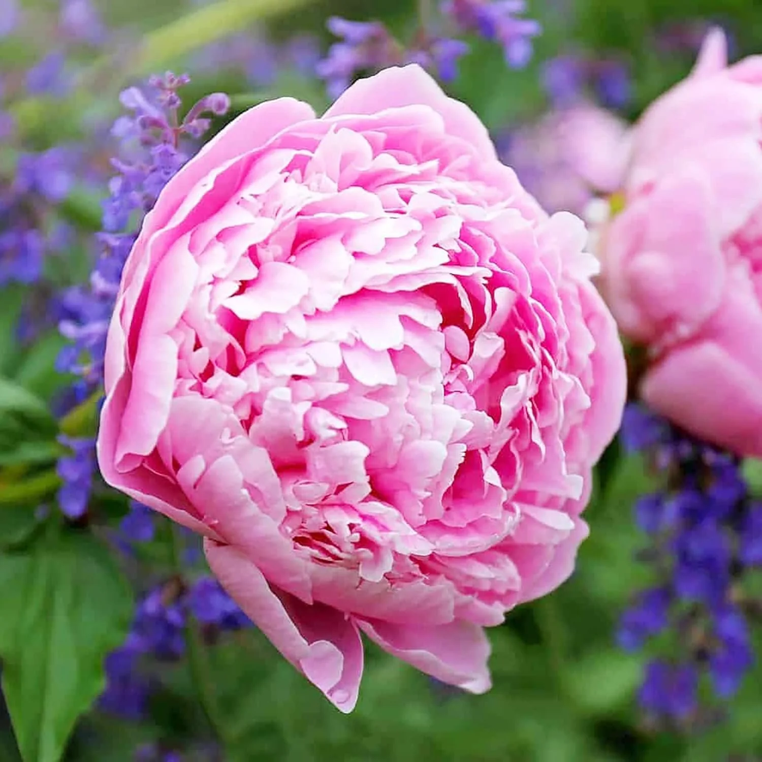 Mixed Peony Seeds, Popular Flowering Perennial Plant with Large Fragrant Blooms for Gardens And Floral Arrangements