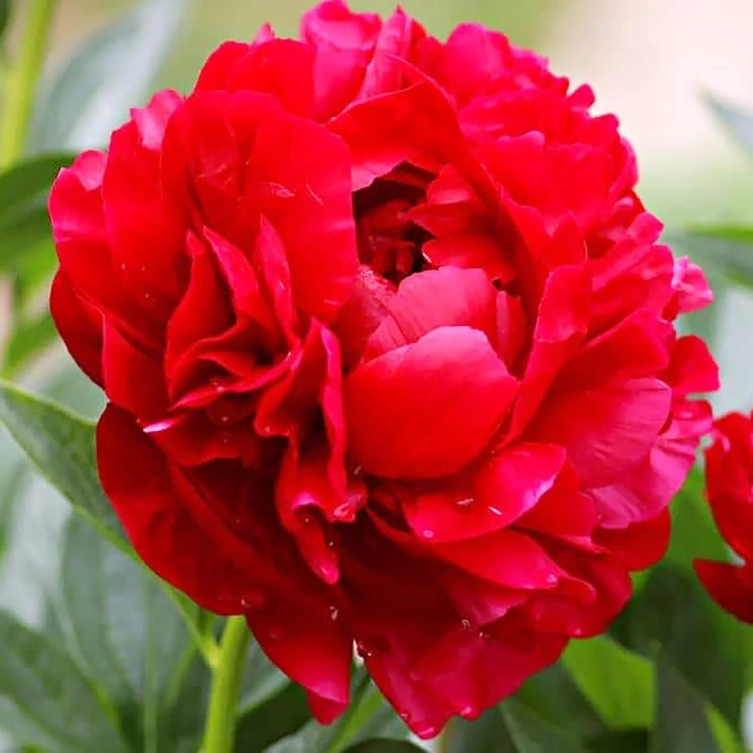 Mixed Peony Seeds, Popular Flowering Perennial Plant with Large Fragrant Blooms for Gardens And Floral Arrangements - Image 3