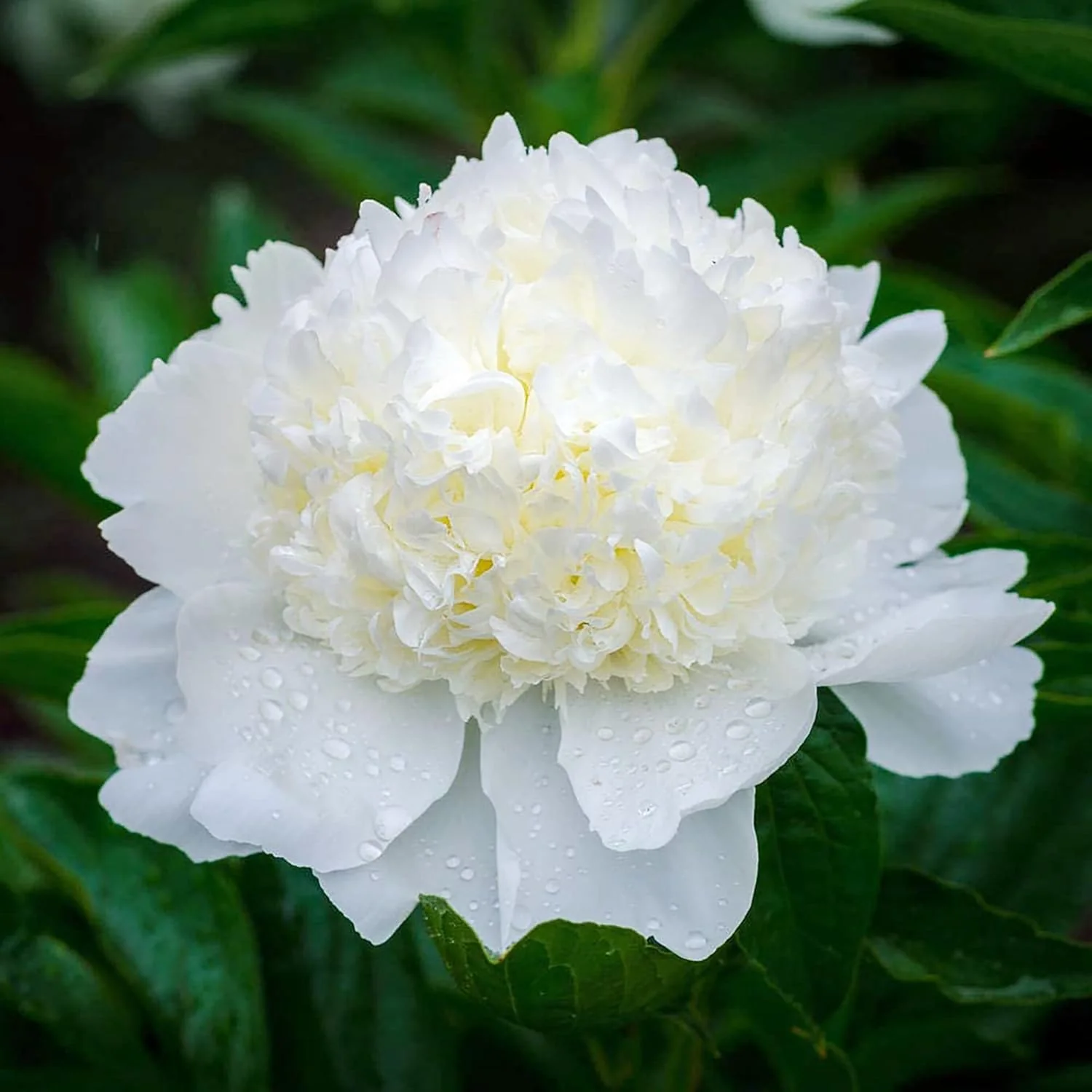 Mixed Peony Seeds, Popular Flowering Perennial Plant with Large Fragrant Blooms for Gardens And Floral Arrangements - Image 4