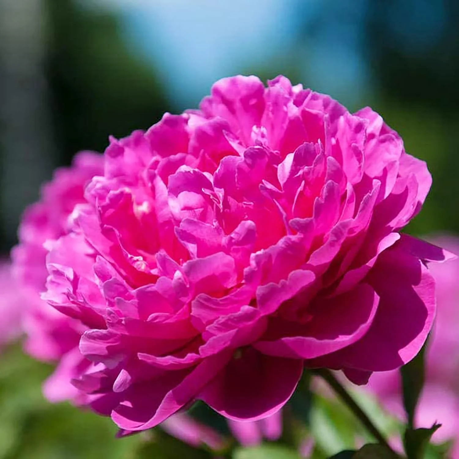 Mixed Peony Seeds, Popular Flowering Perennial Plant with Large Fragrant Blooms for Gardens And Floral Arrangements - Image 5