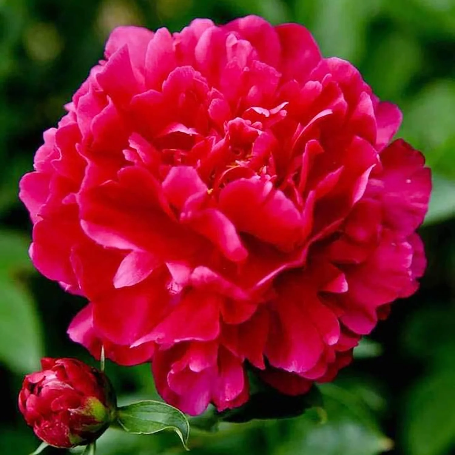 Mixed Peony Seeds, Popular Flowering Perennial Plant with Large Fragrant Blooms for Gardens And Floral Arrangements - Image 6