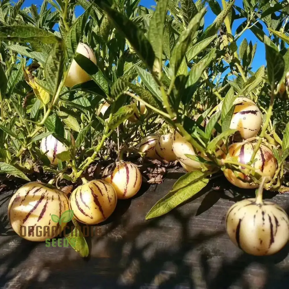 Pepino Dulce Melon Pear Seeds for Planting, Cultivate Your Garden with Solanum Muricatum Fruit Seeds - Image 4