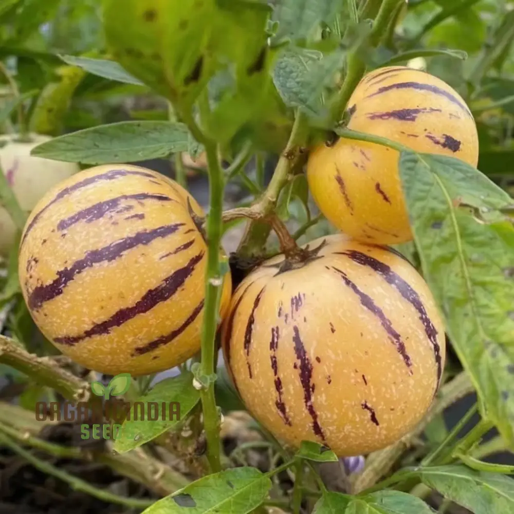 Pepino Dulce Melon Pear Seeds for Planting, Cultivate Your Garden with Solanum Muricatum Fruit Seeds - Image 5