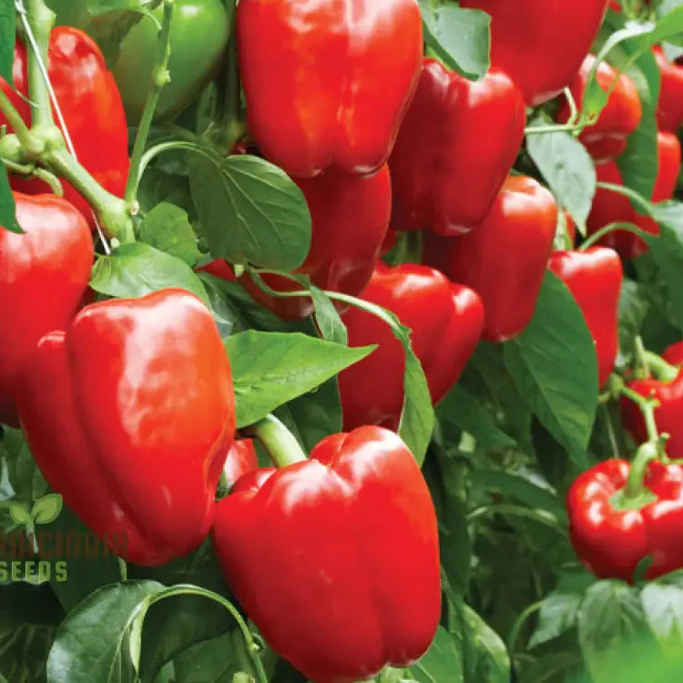 PEPPER BEAUTY BELL F1 Seeds - Premium Seeds for Gardening Enthusiasts