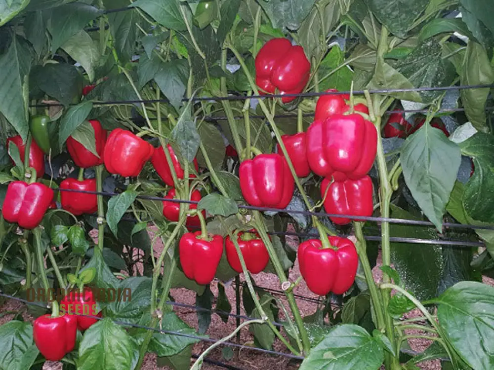 PEPPER BEAUTY BELL F1 Seeds - Premium Seeds for Gardening Enthusiasts - Image 3