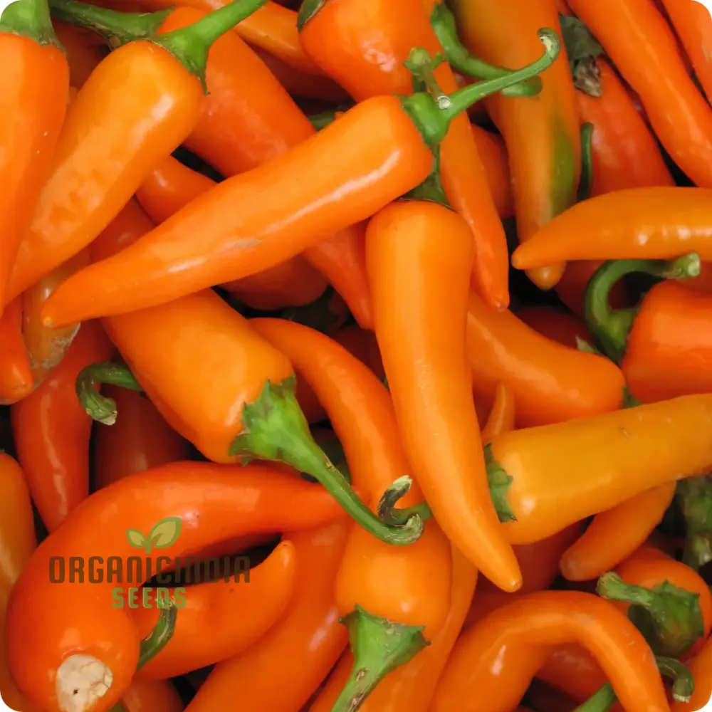 PEPPER BULGARIAN CARROT Seeds for Planting, Your Gardening Adventure - Image 3