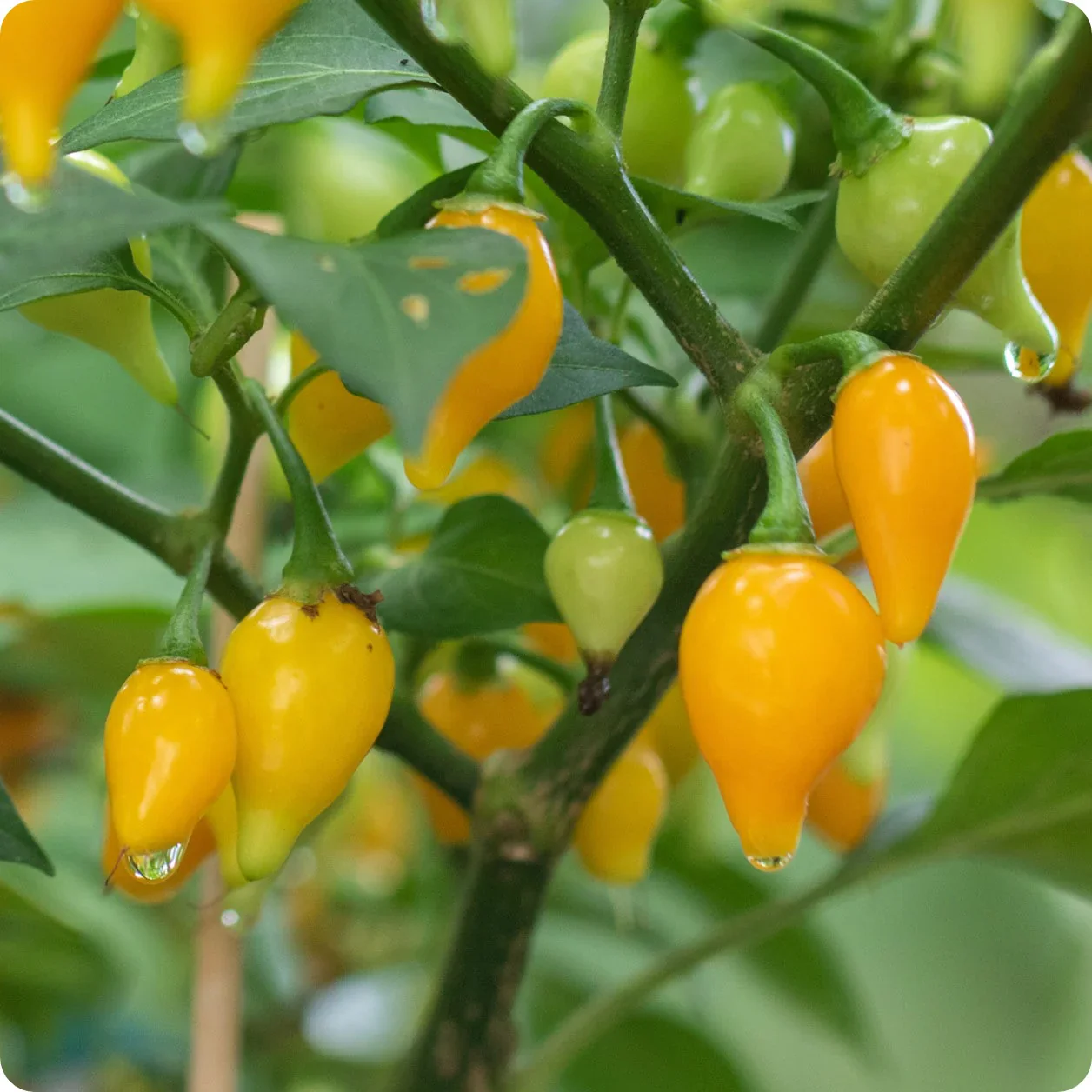 PEPPER BUTTON YELLOW Seeds for Your Gardening Success