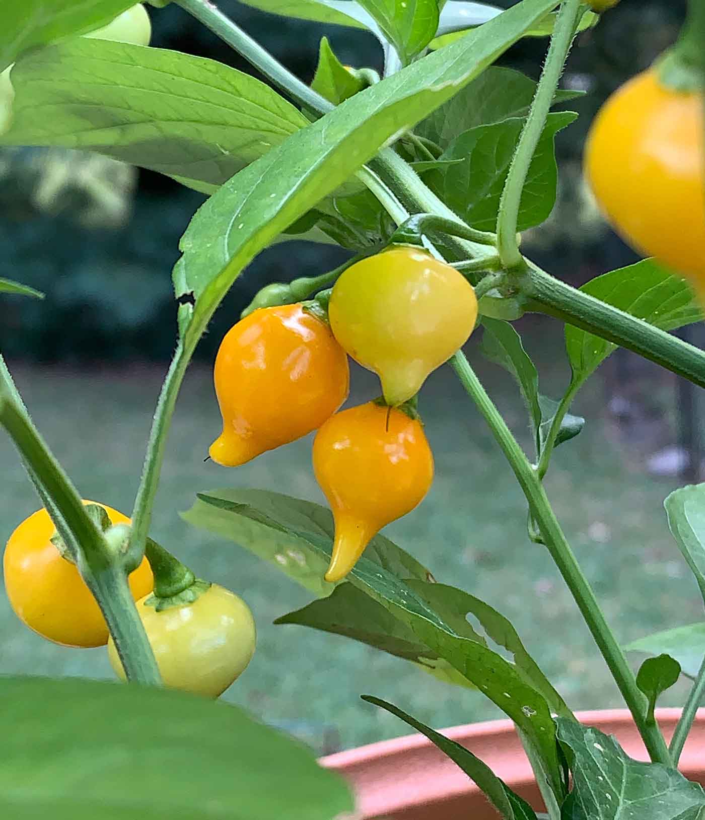 PEPPER BUTTON YELLOW Seeds for Your Gardening Success - Image 3