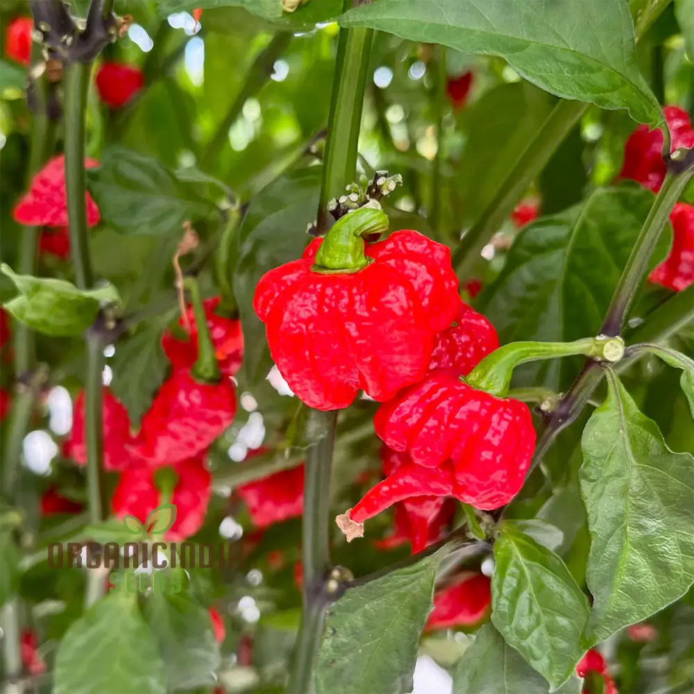 PEPPER CAROLINA REAPER Seeds for Planting, Your Gardening Adventure