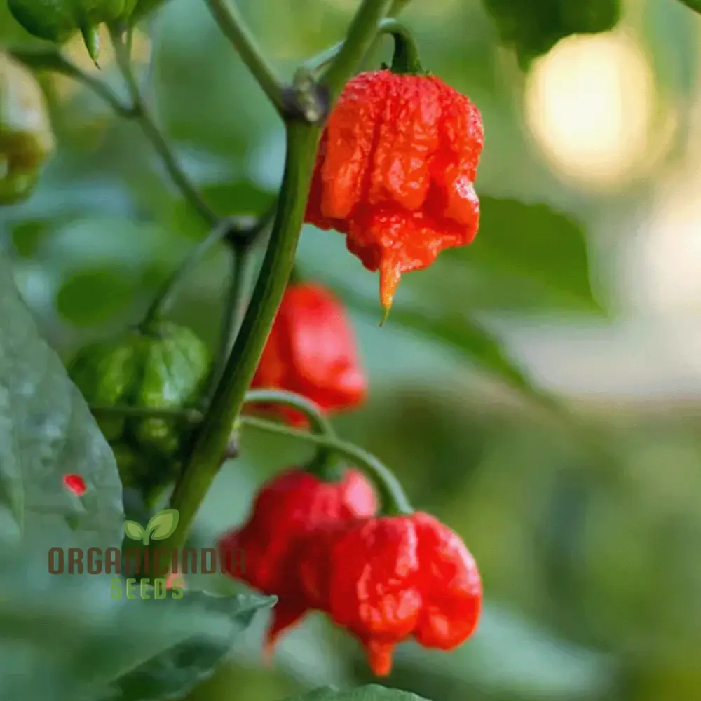 PEPPER CAROLINA REAPER Seeds for Planting, Your Gardening Adventure - Image 3
