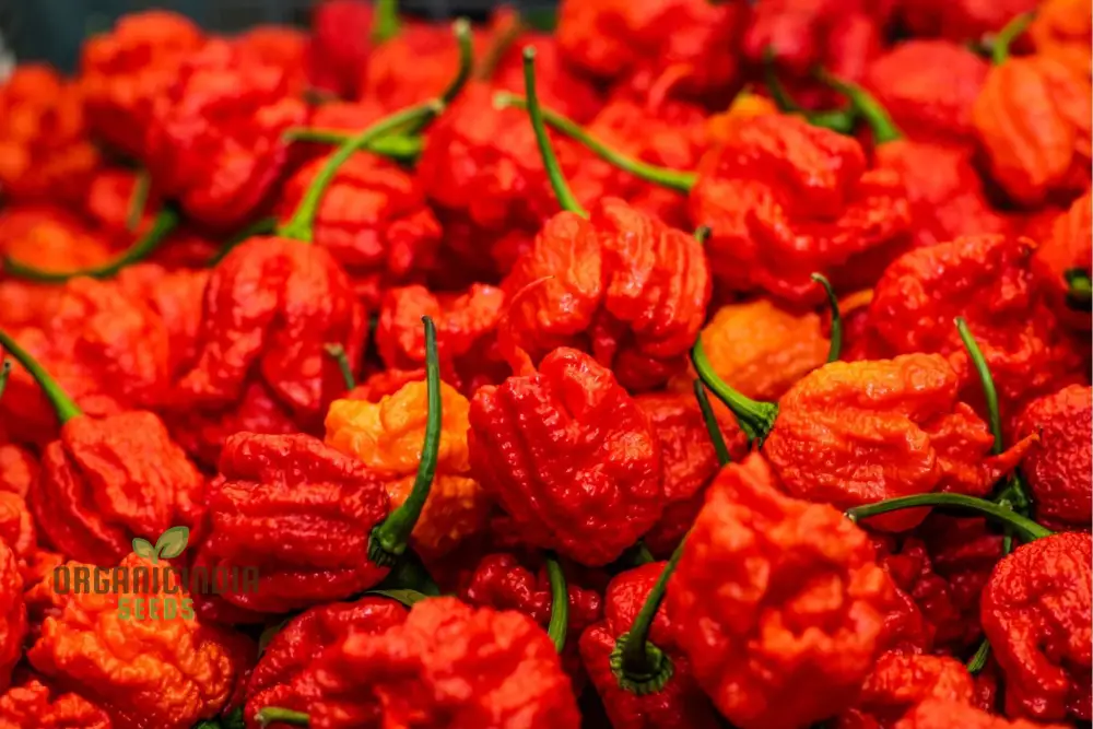 PEPPER CAROLINA REAPER Seeds for Planting, Your Gardening Adventure - Image 4