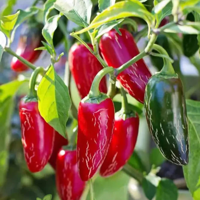 PEPPER FARMERS JALAPENO Seeds for Planting - Premium Gardening Seeds for Your Home Garden