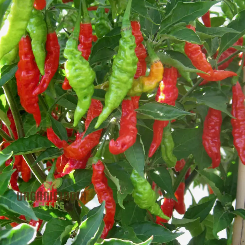 Pepper Fruity Volcano Seeds – Exotic and Flavorful Addition to Your Garden