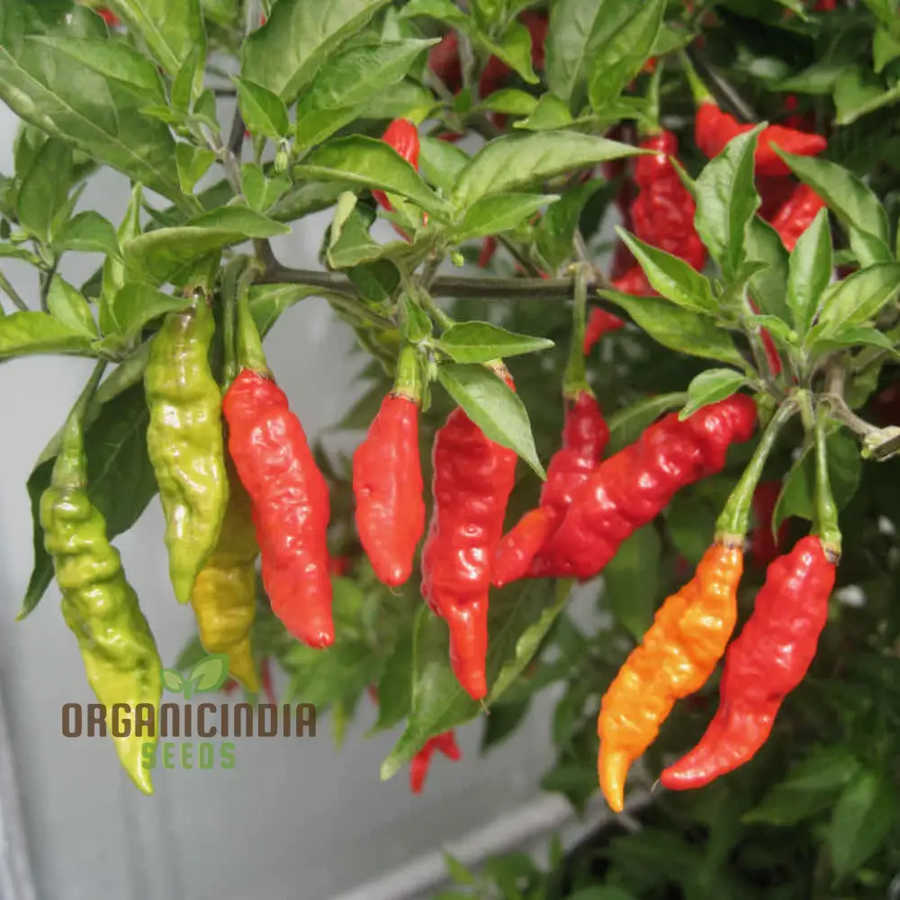 Pepper Fruity Volcano Seeds – Exotic and Flavorful Addition to Your Garden - Image 3