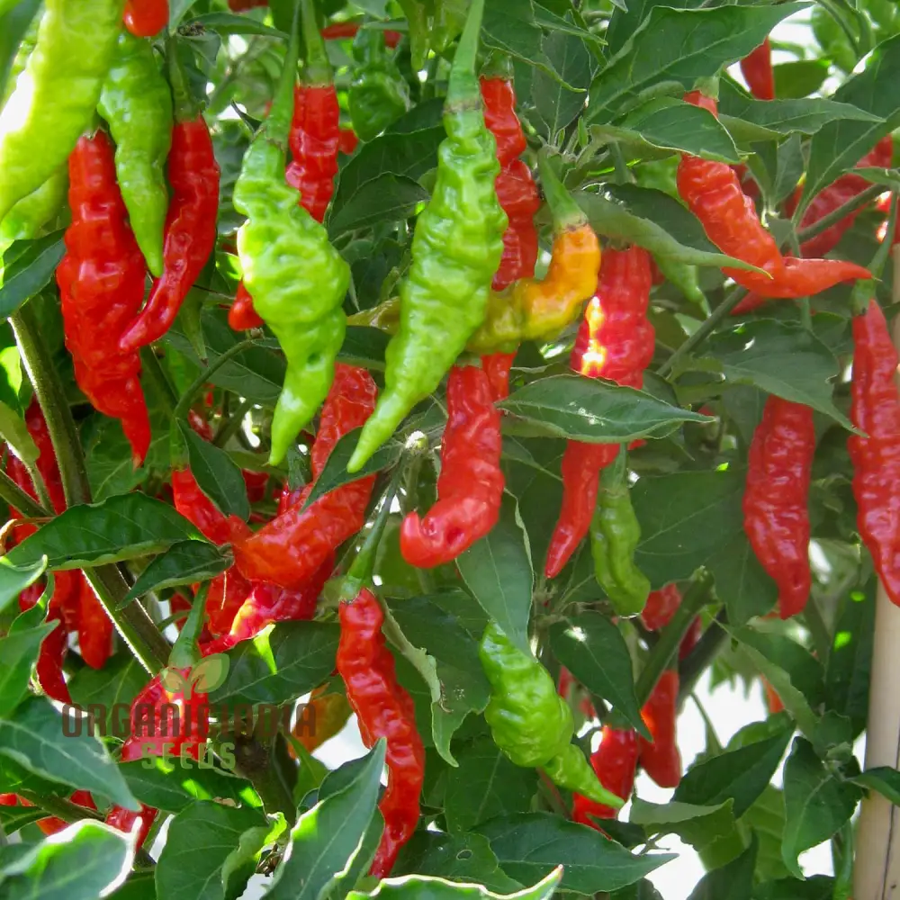 Pepper Fruity Volcano Seeds – Exotic and Flavorful Addition to Your Garden - Image 4