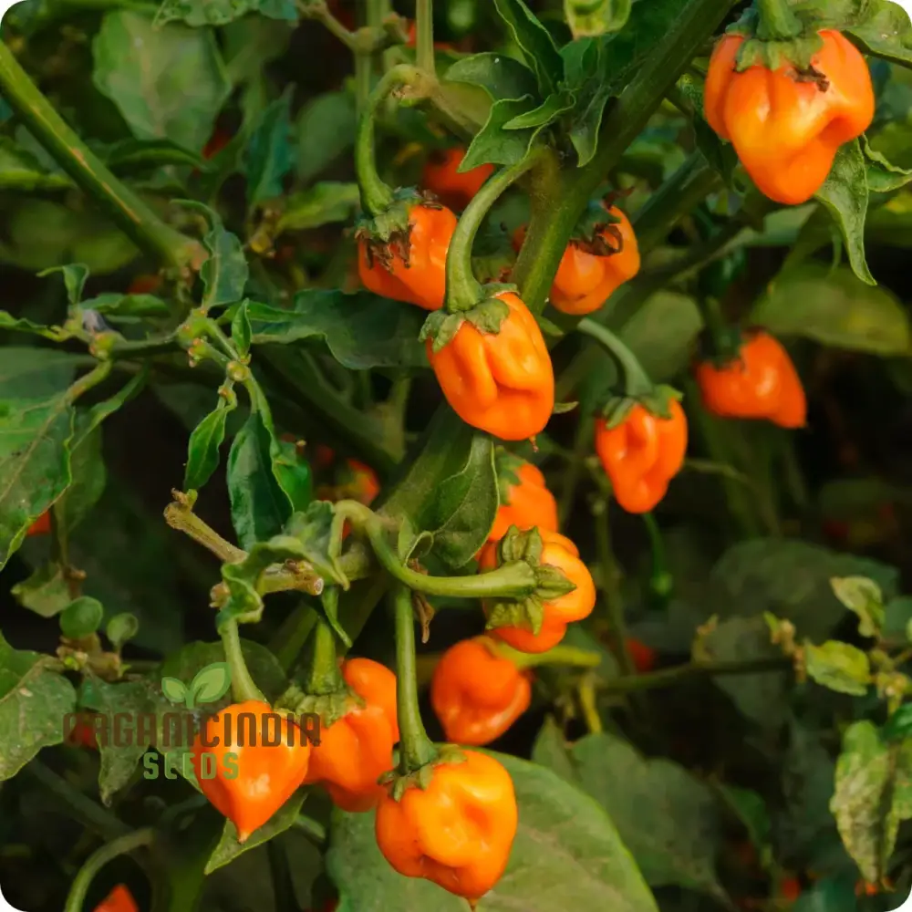 PEPPER HABANERO ORANGE Seeds for Planting, Your Garden | Buy Seeds Online