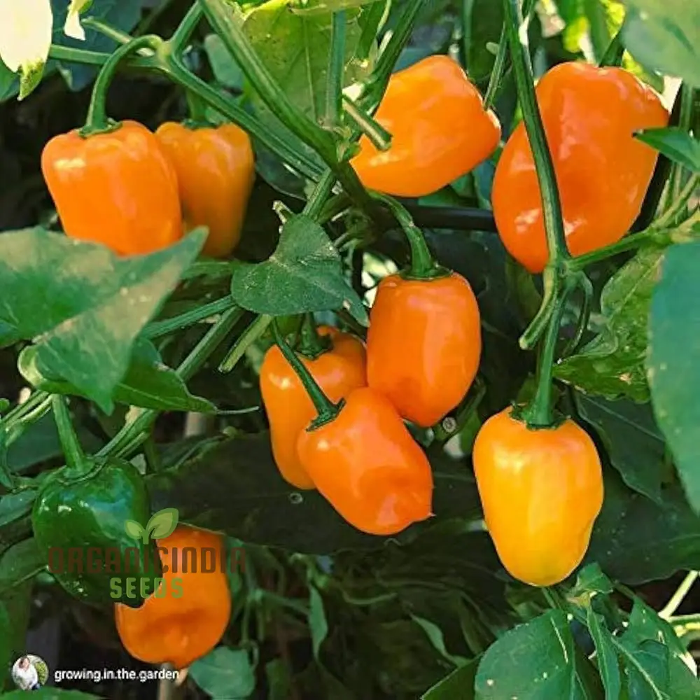PEPPER HABANERO ORANGE Seeds for Planting, Your Garden | Buy Seeds Online - Image 3