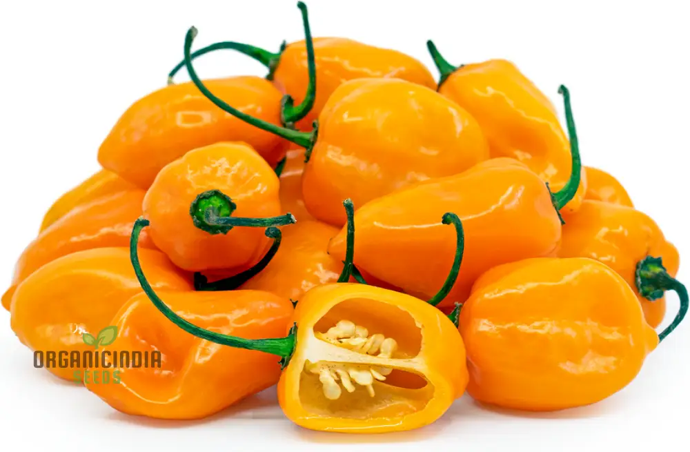 PEPPER HABANERO ORANGE Seeds for Planting, Your Garden | Buy Seeds Online - Image 4