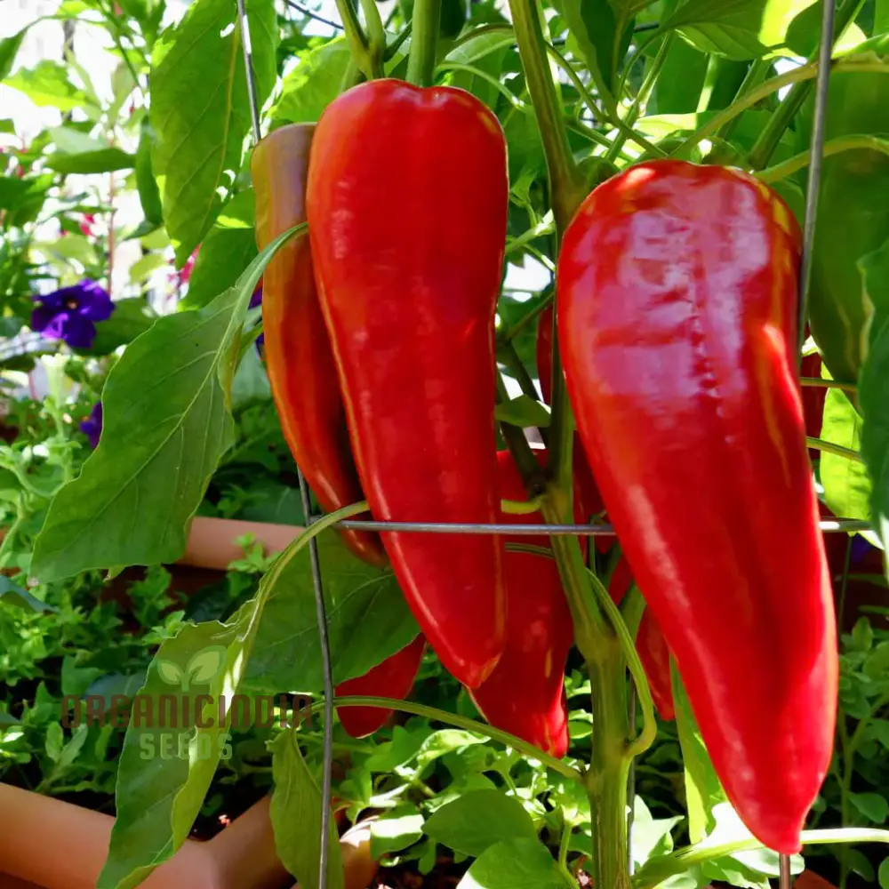 PEPPER HEALTHY Seeds for Planting, Your Garden | Buy Seeds Online