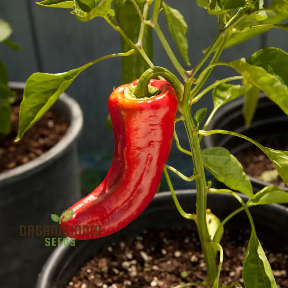 PEPPER HEALTHY Seeds for Planting, Your Garden | Buy Seeds Online - Image 3