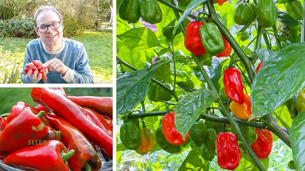 PEPPER HEALTHY Seeds for Planting, Your Garden | Buy Seeds Online - Image 4