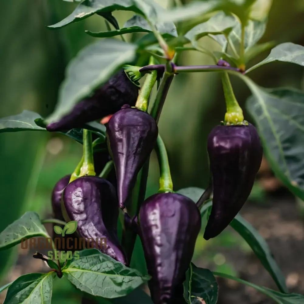 PEPPER JALAPENO PURPLE TIGER Seeds for Your Garden | Buy Gardening Seeds Online