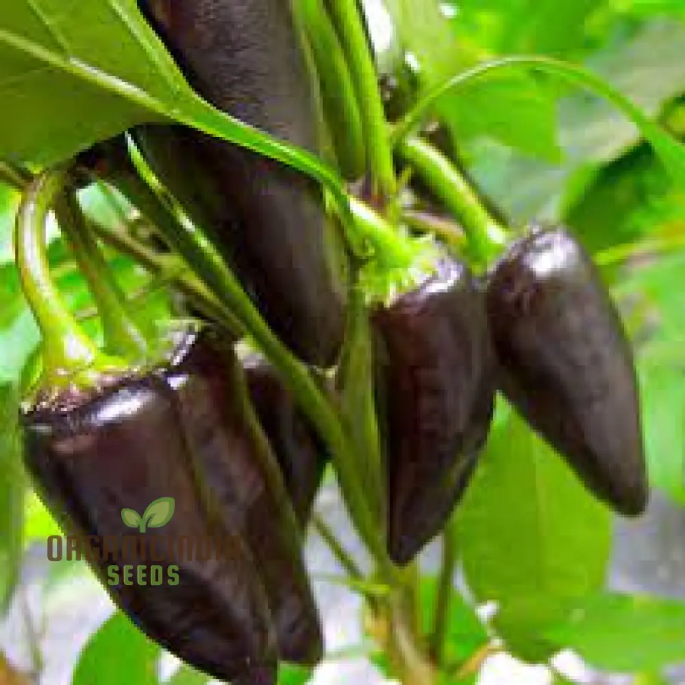 PEPPER JALAPENO PURPLE TIGER Seeds for Your Garden | Buy Gardening Seeds Online - Image 3