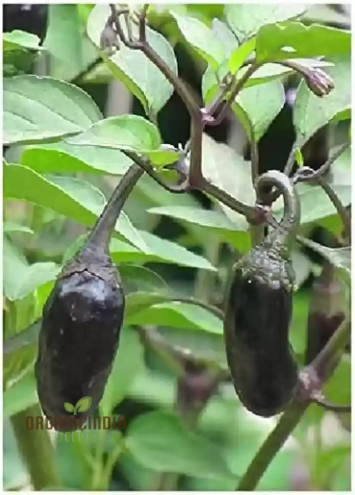 PEPPER JALAPENO PURPLE TIGER Seeds for Your Garden | Buy Gardening Seeds Online - Image 4